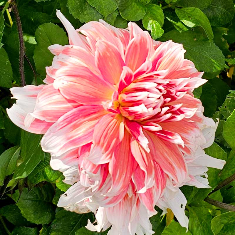 Kaktusdahlia 'Frost Nip'