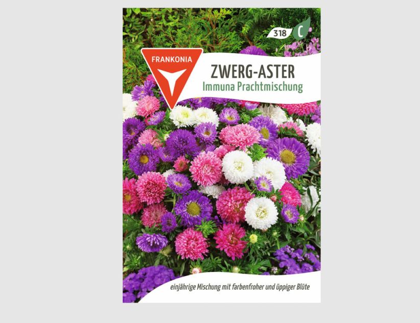 Zwerg-Aster Immuna