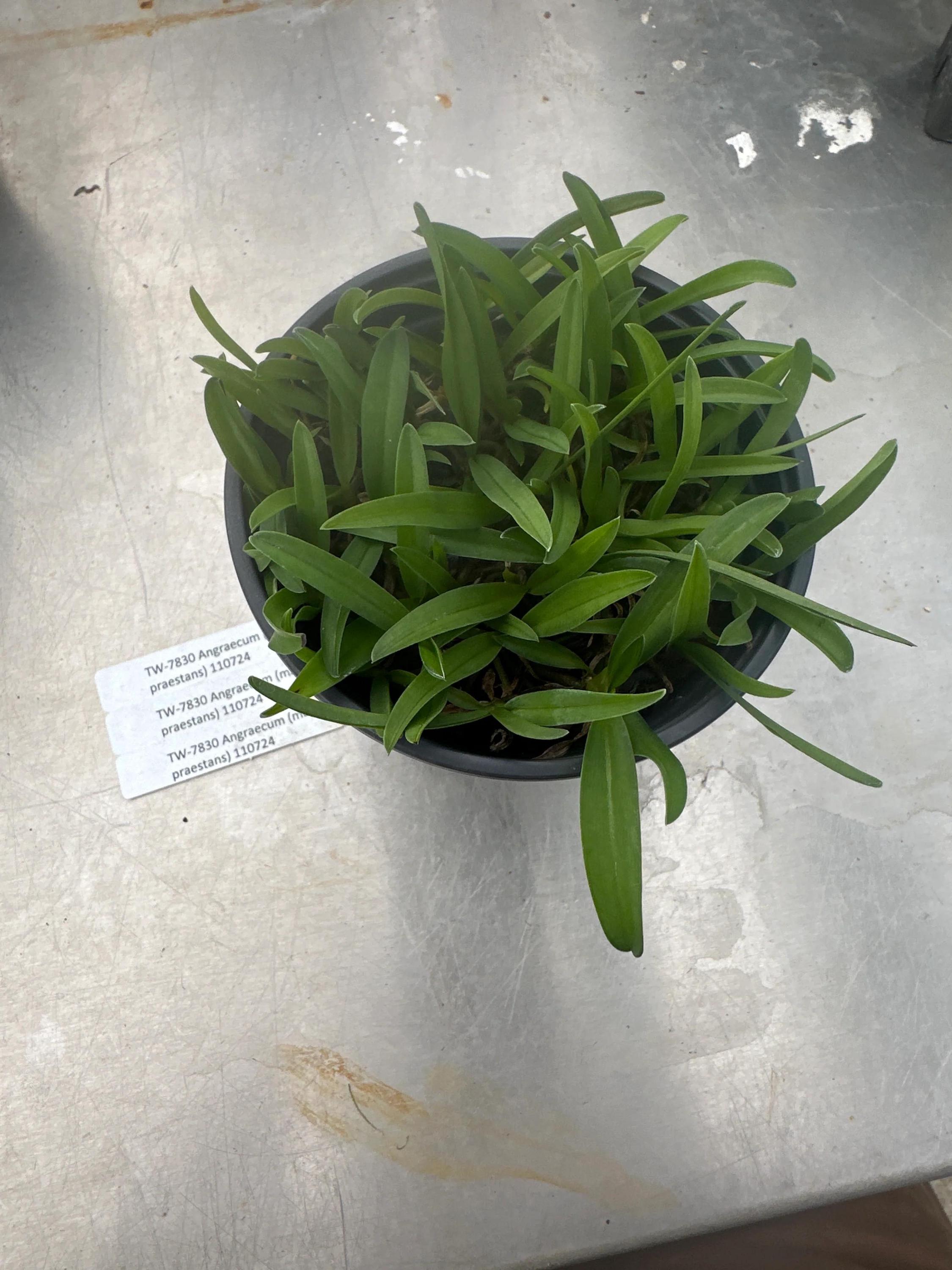 Compot-Angraecum (magdelene x praestans)