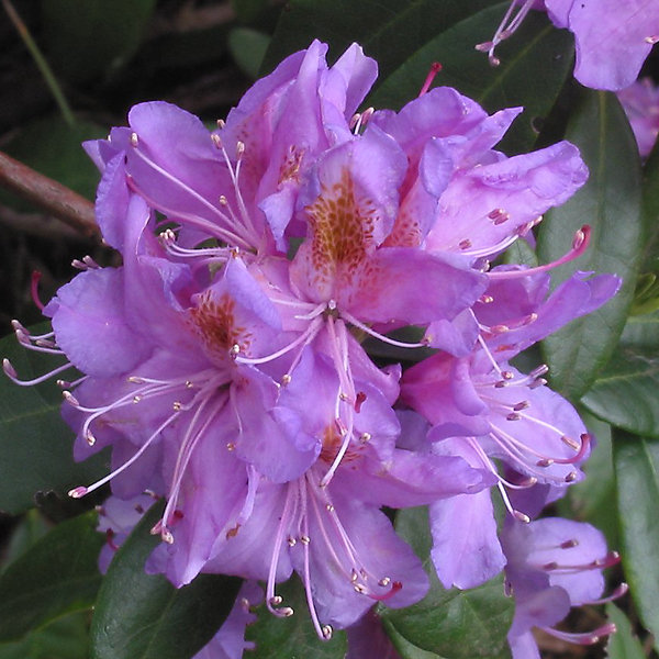 2 x Rhododendron ponticum - 40-60 cm pot