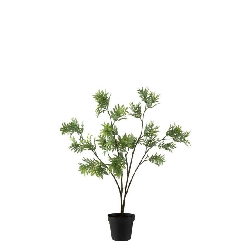 MIMOSA - Mimosa en pot plastique vert