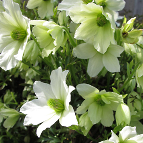 2 x Clématite 'Early Sensation' - Clematis 'Early Sensation'- 50-60 cm pot
