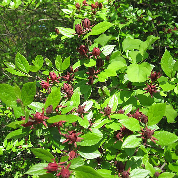 2 x Calycanthe - Calycanthus floridus- 40-60 cm pot