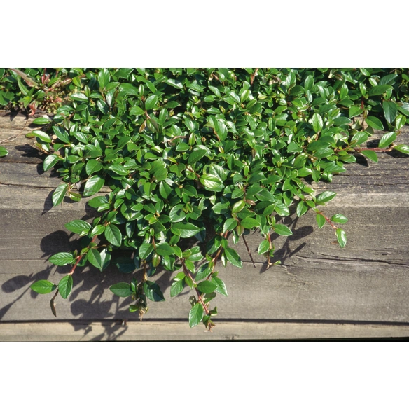 Zwergmispel, dammeri Cotoneaster »Radicans«, Blattfarbe: grün