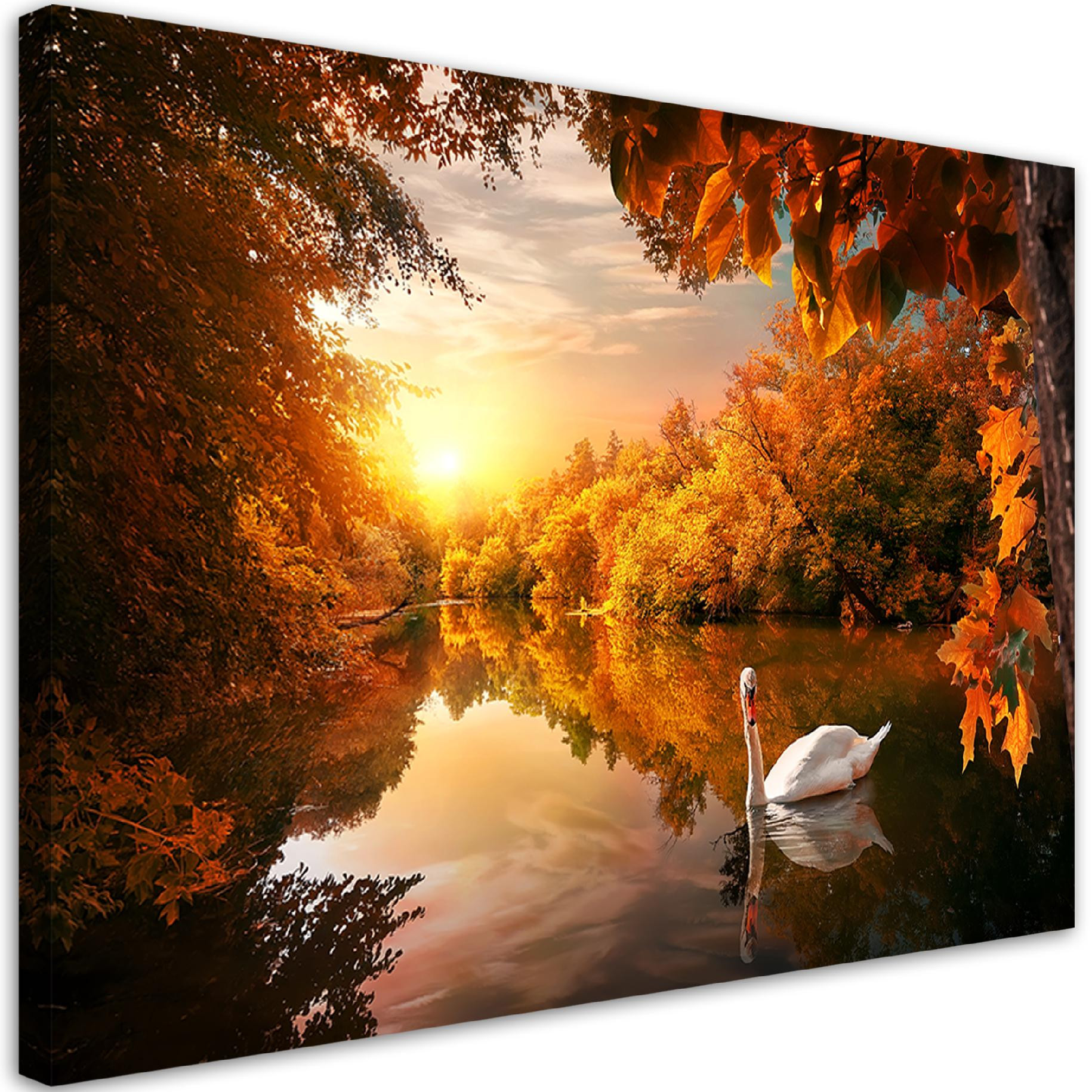 Feeby Obraz na płótnie, Łabędź na stawie jesień 60x40