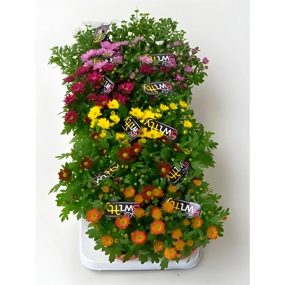 Chrysantheme, Chrysanthemum indicum »Swifty«, max. Wuchshöhe: 20 cm, Blüte: bunt