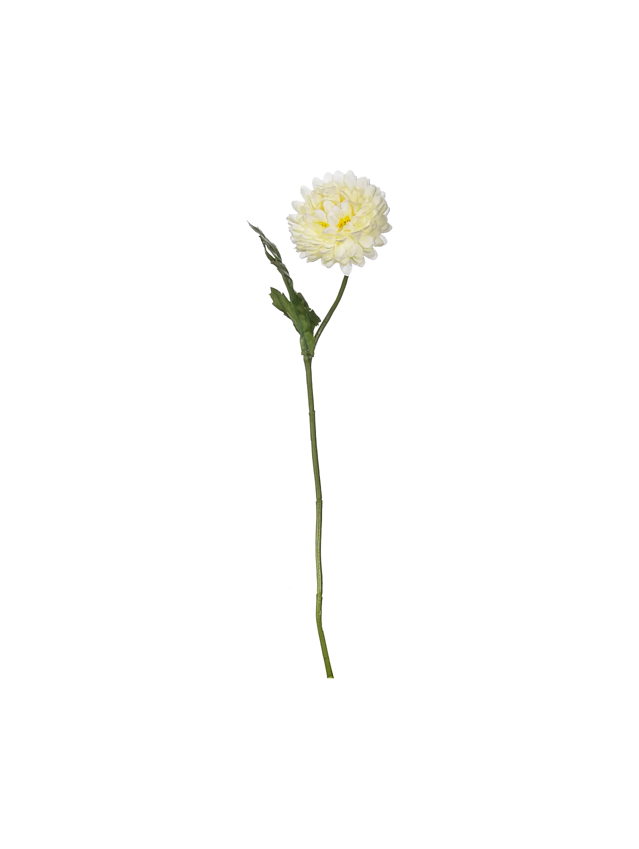 bellis, weiß