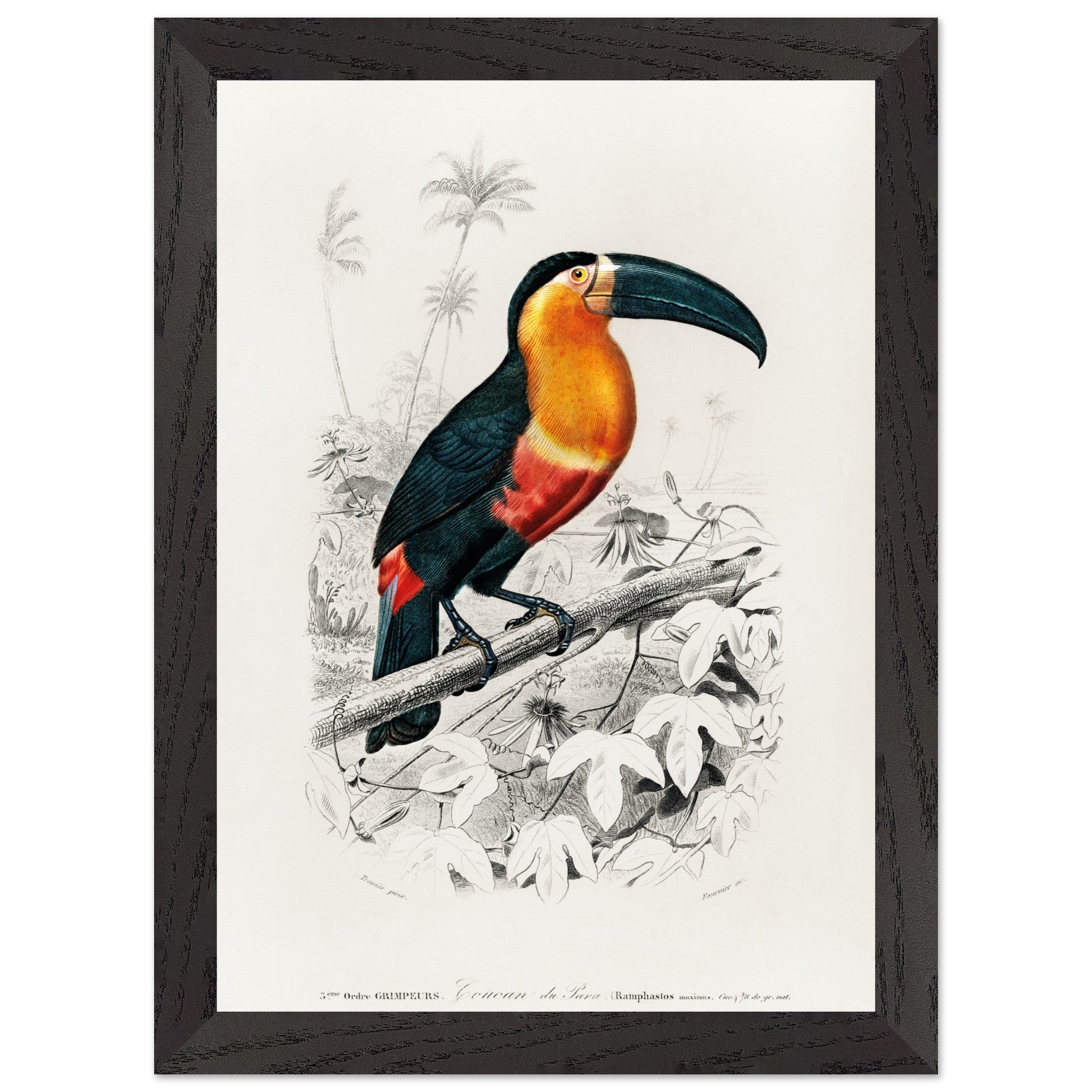 Artfulprints Poster met Lijst Charles Dessalines d'Orbigny - Toucan (ramphastos)  - A4 21x29.7 cm - Oranje