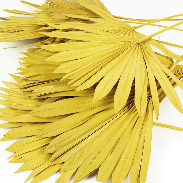 Trockenblumen »Palmsun«