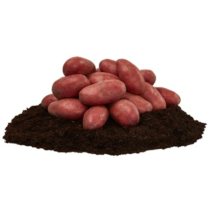 Cherie, sättpotatis