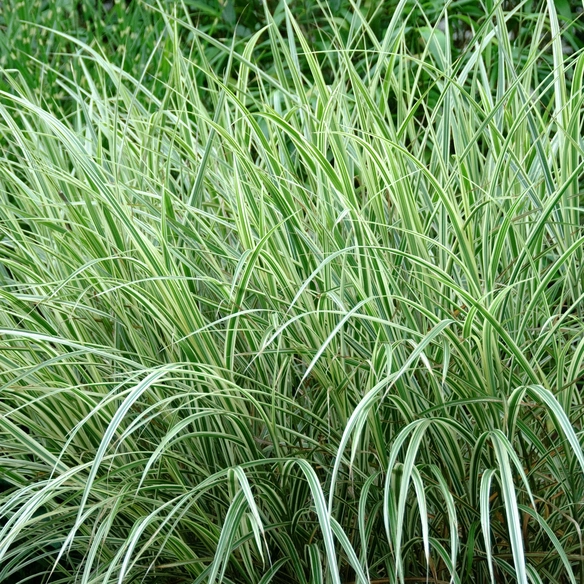 Chinaschilf 'Variegatus' Miscanthus sinensis »Variegatus«