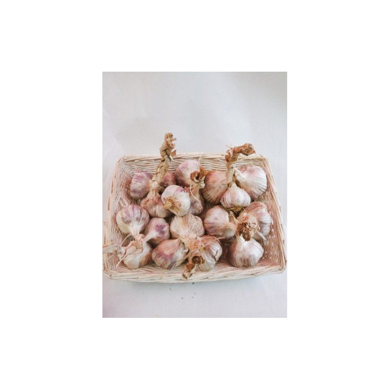Bulbes d'ail à replanter Eden rose 0,5 kg