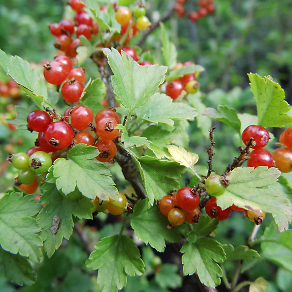 2 x Groseiller des Alpes - Ribes alpinum- 50-60 cm pot