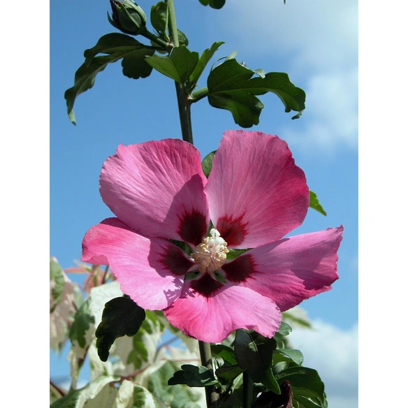 Garteneibisch, Hibiscus syriacus »Woodbridge«, Blätter: grün, Blüten: rosa/pink