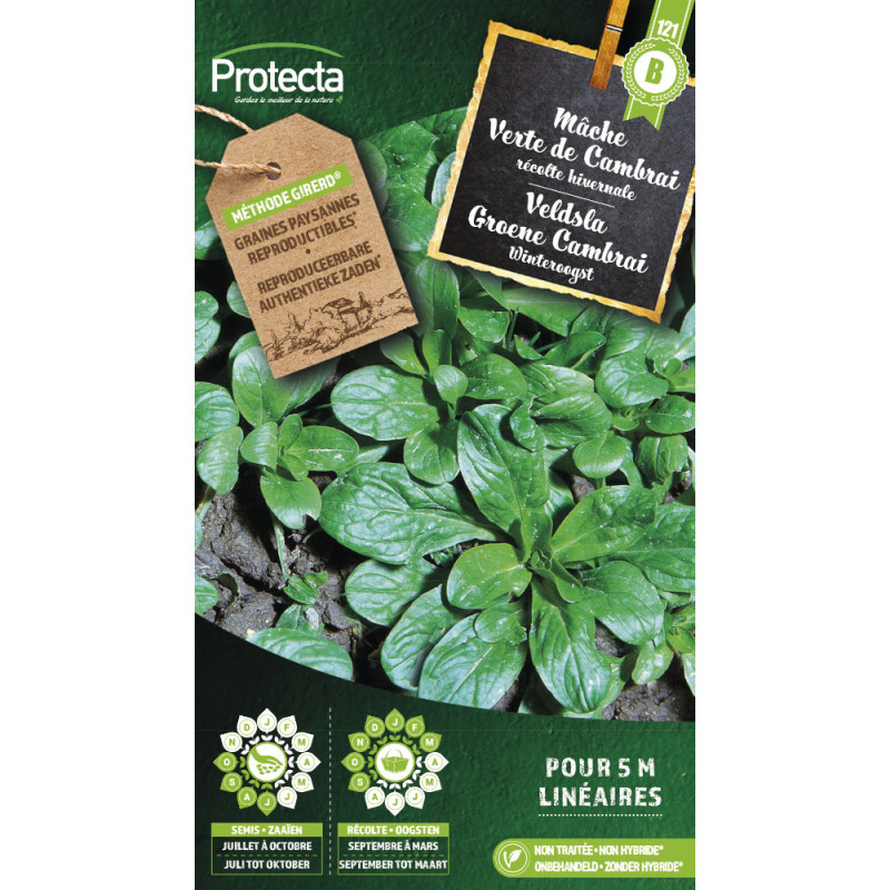 Semences de mâche Verte de Cambrai PROTECTA