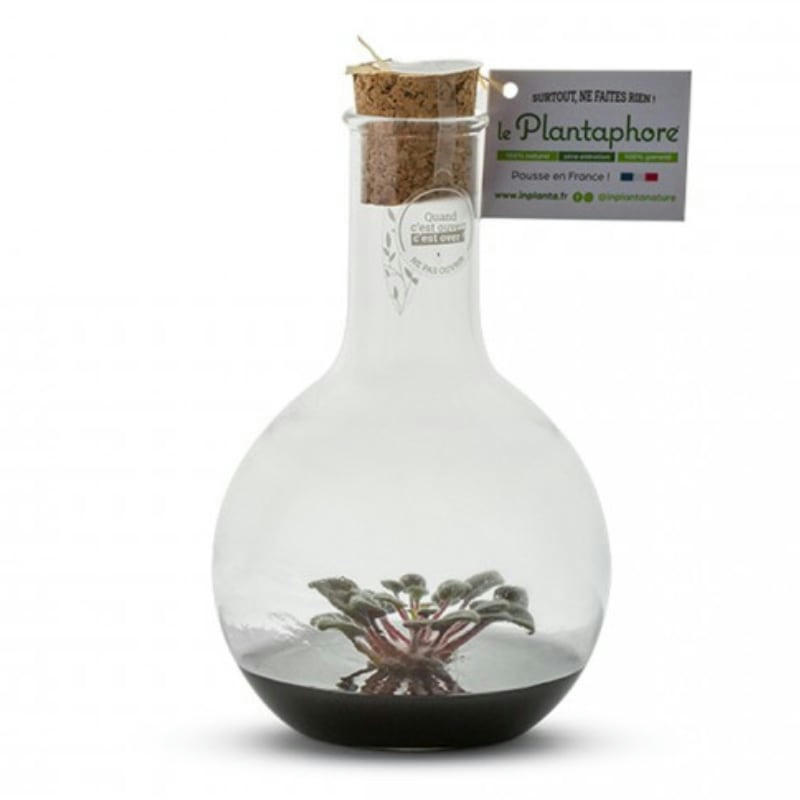 - Plantaphore St Paulia Noir 500 ml