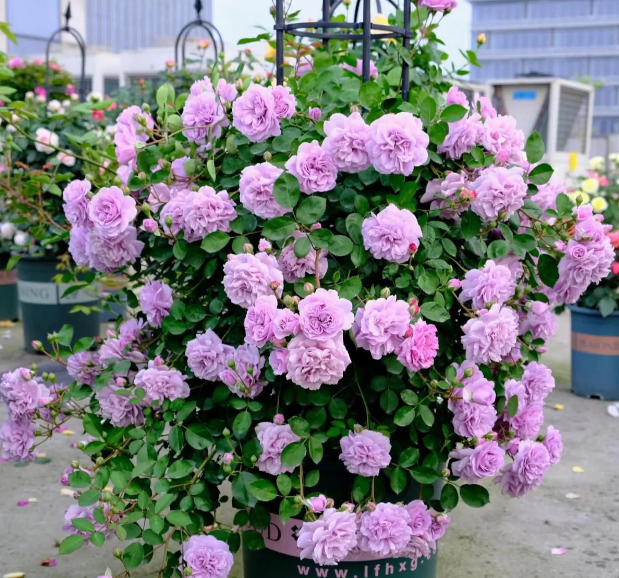 Rainy blue 蓝色阴雨 Repeat Blooming Climbing Rose