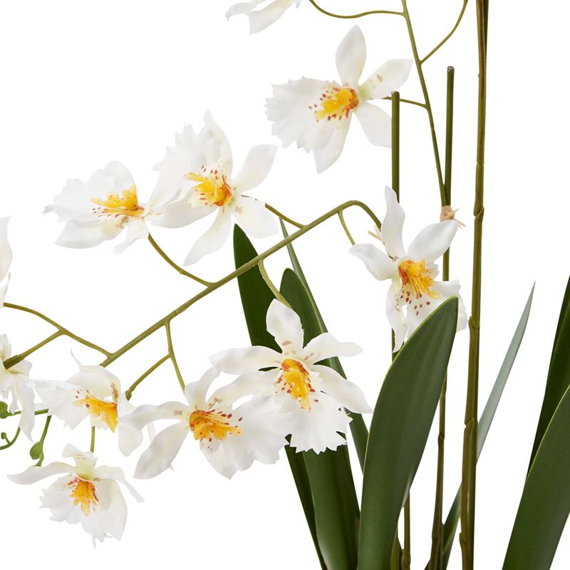 Potted White Orchid