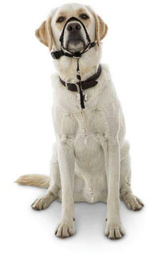 Petco Black Adjustable No-Pull Dog Head Halter, Medium