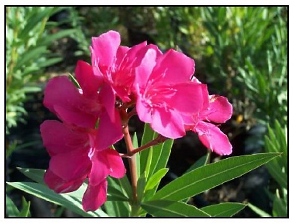 Arbres et plantes - Laurier rose 'rosanie' - Pot 30 L - H 160 cm - 150cm - Rose - Extérieur