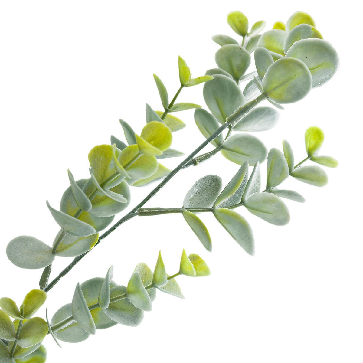 Bouquet d'eucalyptus artificiel, Kenia