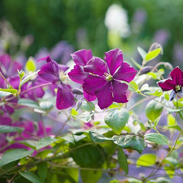 2 x Clématite 'Polish Spirit' - Clematis 'Polish Spirit'- 50-60 cm pot