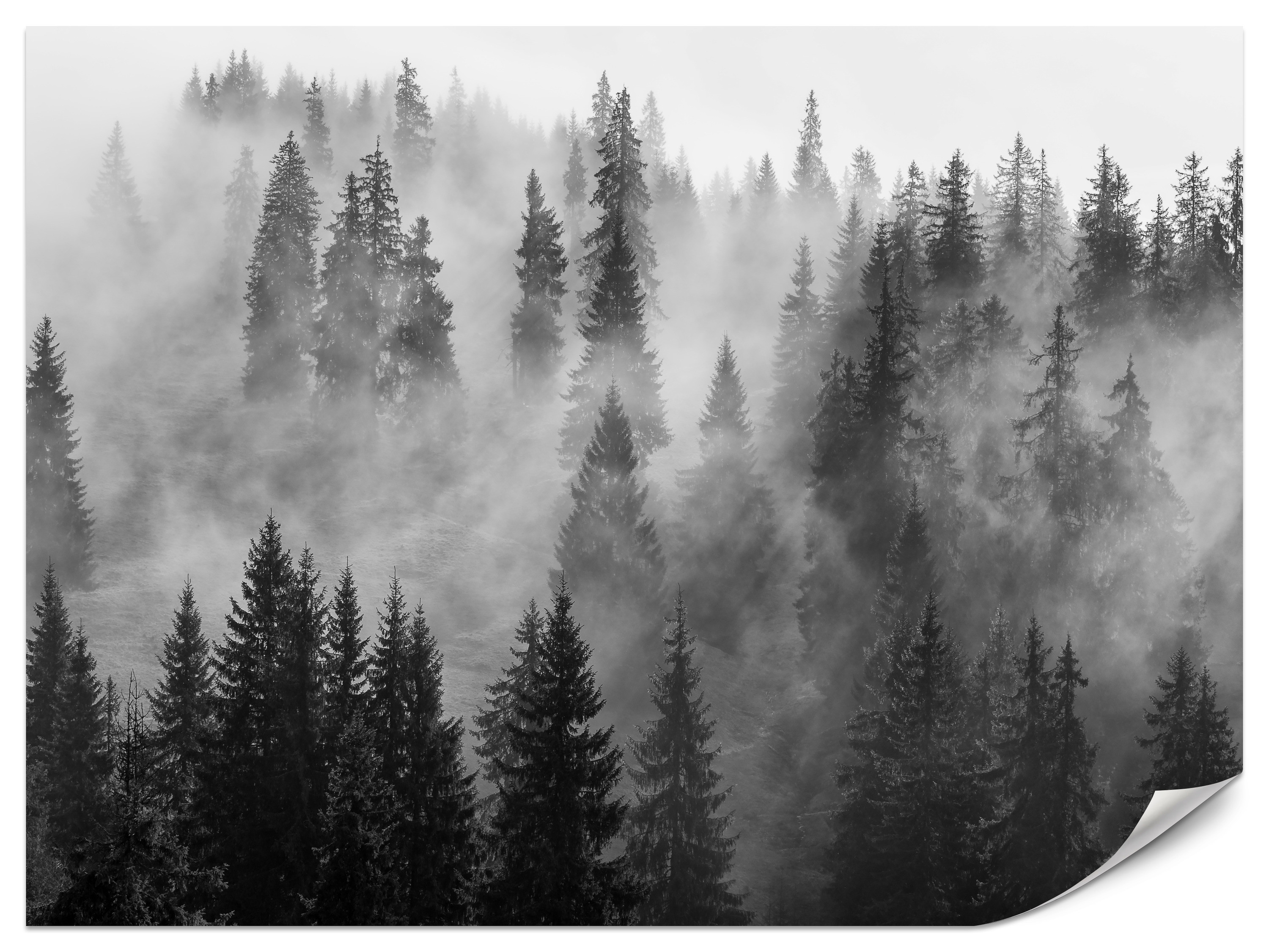 Fototapeta Czarno-biały las we mgle 100x70cm