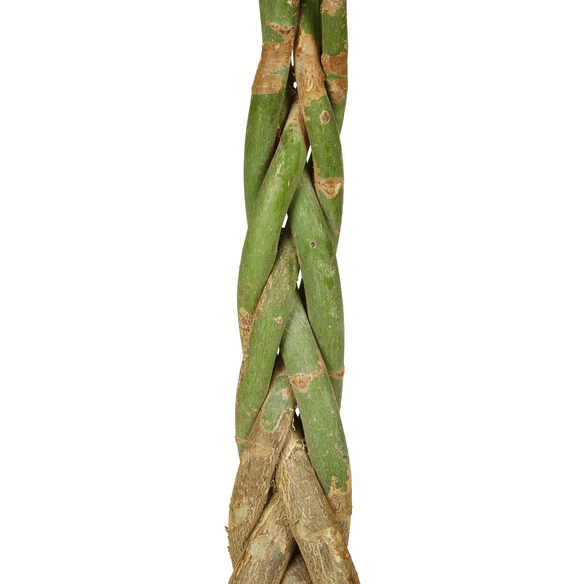 Gluecksbaum, Pachira aquatica