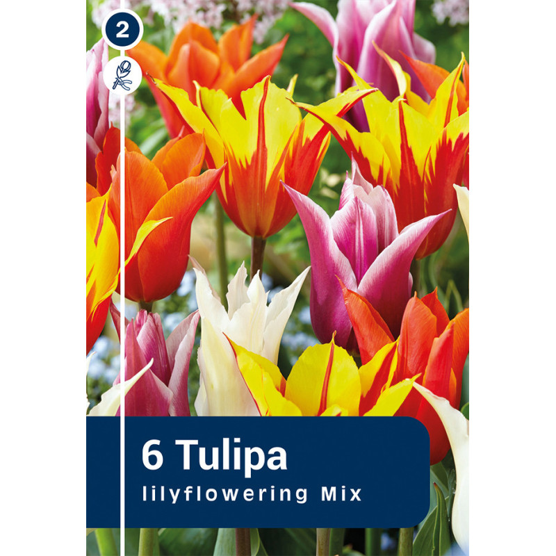 Bulbes de tulipes Lily Flowering Mix 10 pièces