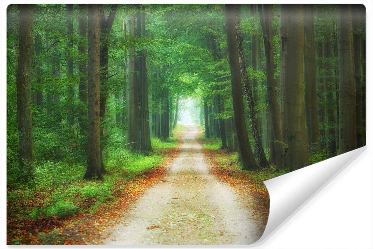 Fototapeta Leśna Dróżka Efekt 3D 90x60cm