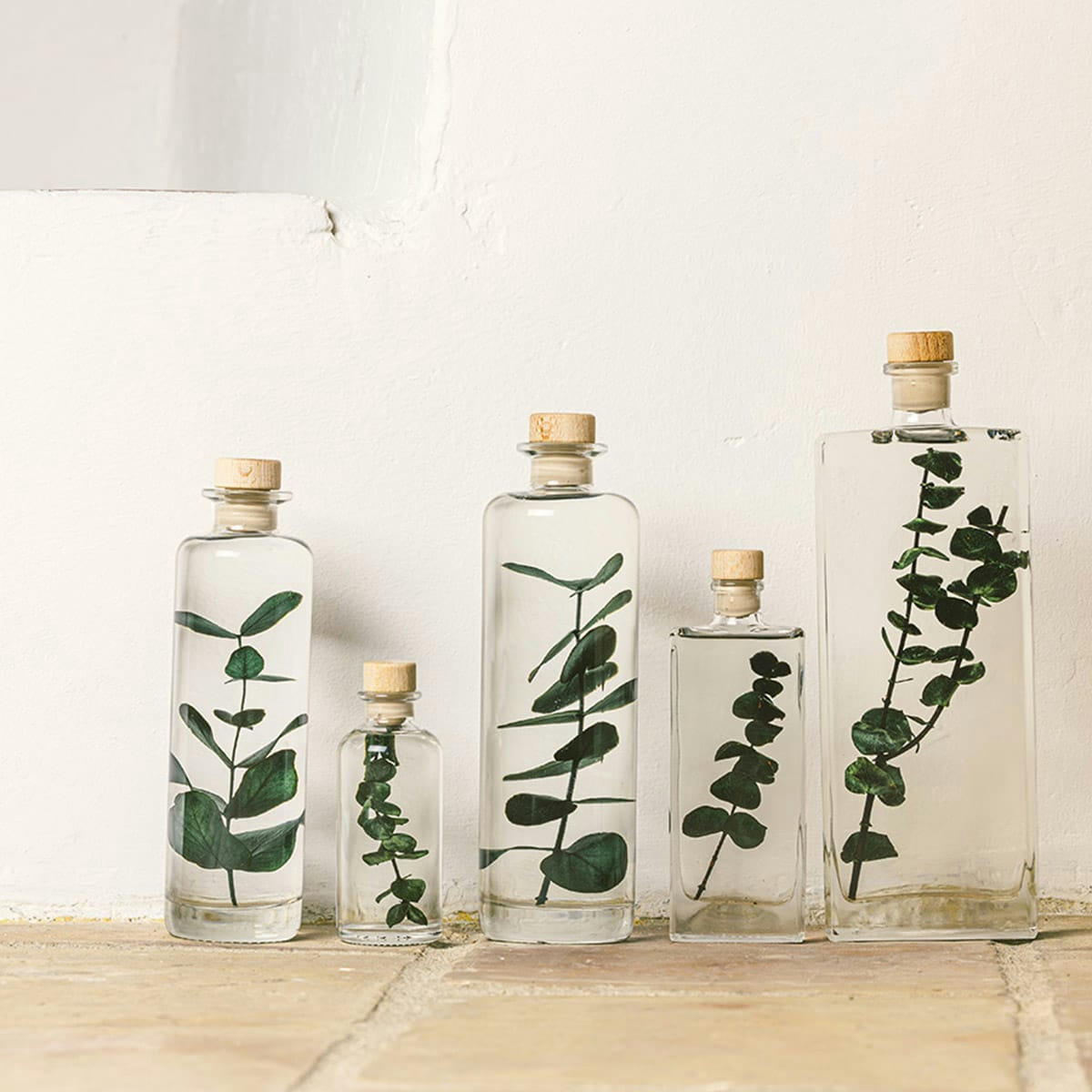 HERBARIUM DE THEOPHILE - Plante immergée Eucalyptus