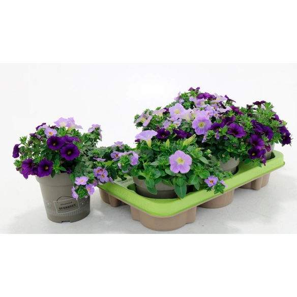 Beetpflanze »Querbeet-Trio«, Blütenfarbe: mehrfarbig
