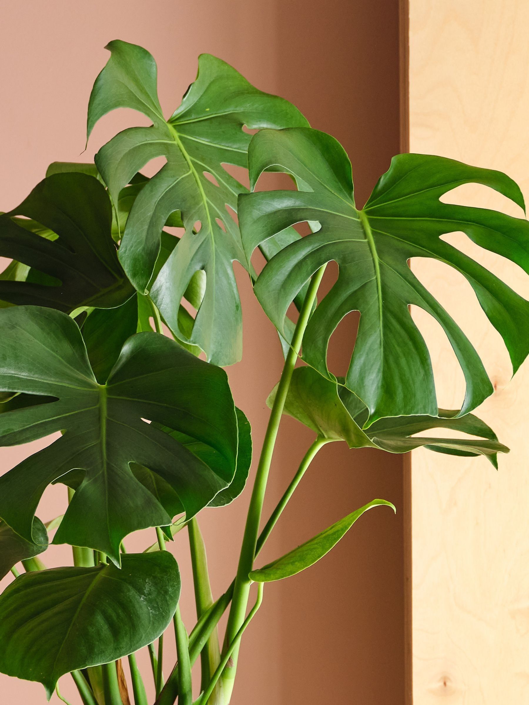 Beards & Daisies Graphite Real Monstera Swiss Cheese Plant in Earthenware Pot
