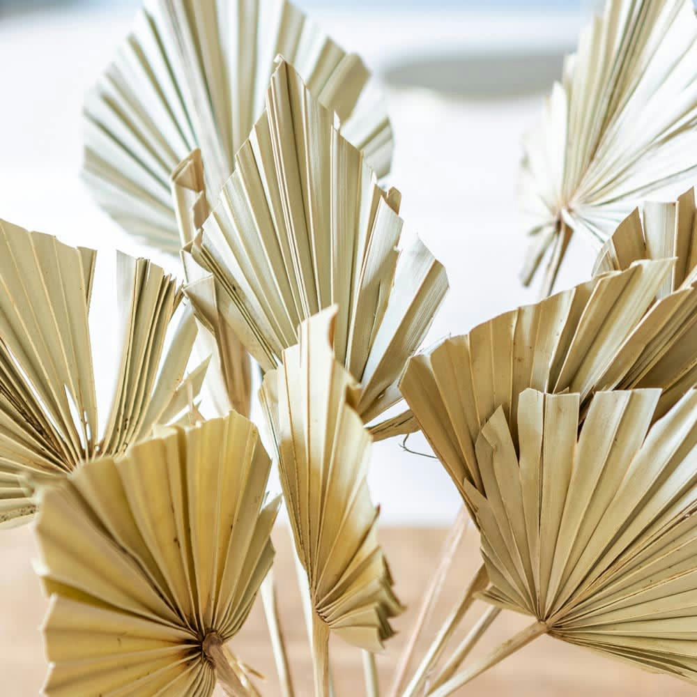 - Bouquet de fleurs séchées palm spear naturelle x 10 feuilles