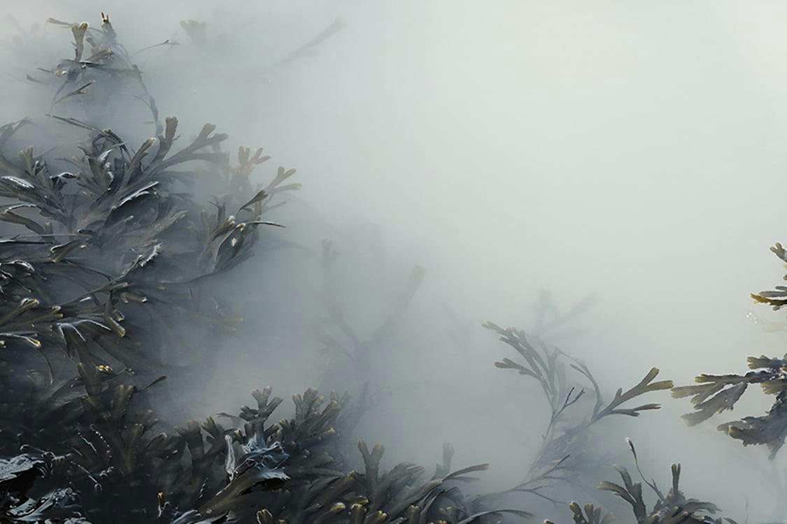 SOUS L'EAU - Photographie d'art de Zoé Pignolet 40x60 cm sur alu