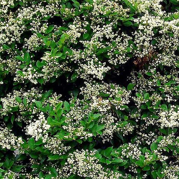 2 x Troène du Japon - Ligustrum japonicum- 60-80 cm pot