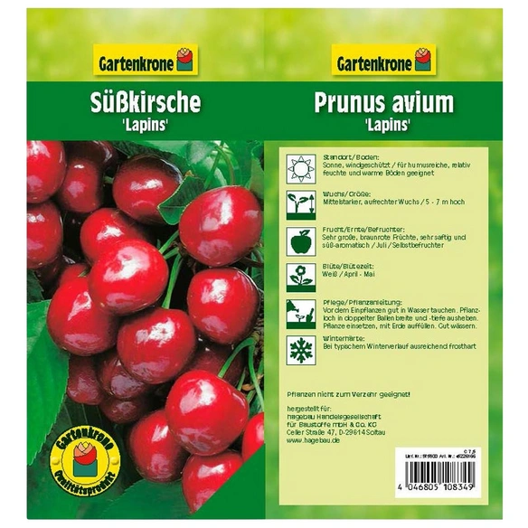 Süßkirsche, Prunus avium »Lapins«, Früchte: süß