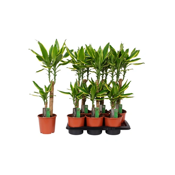 Grünpflanze, Dracaena fragrans Gold Coast, 2er Tuff 2 Kö.je Stamm T 17 H 80