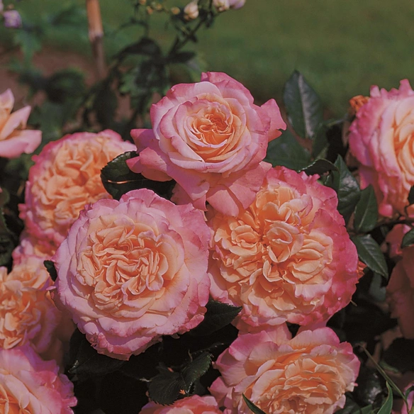 Edelrose, Rosa x hybrida »Augusta Luise«, Blüte: rosa, gefüllt