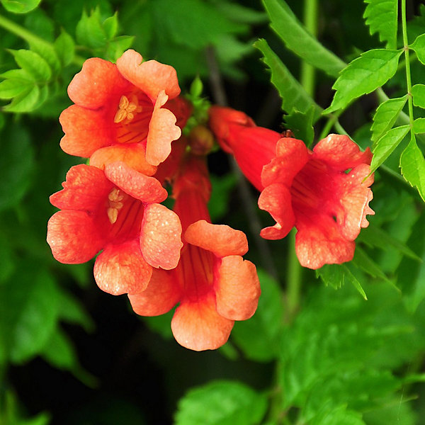 2 x Trompette de virginie - Campsis tagliabuana 'Madame Galen'- 50-60 cm pot