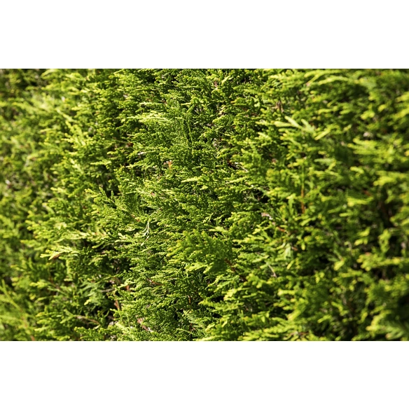 Gelbe Gartenzypresse, Chamaecyparis lawsoniana »Ivonne«, winterhart