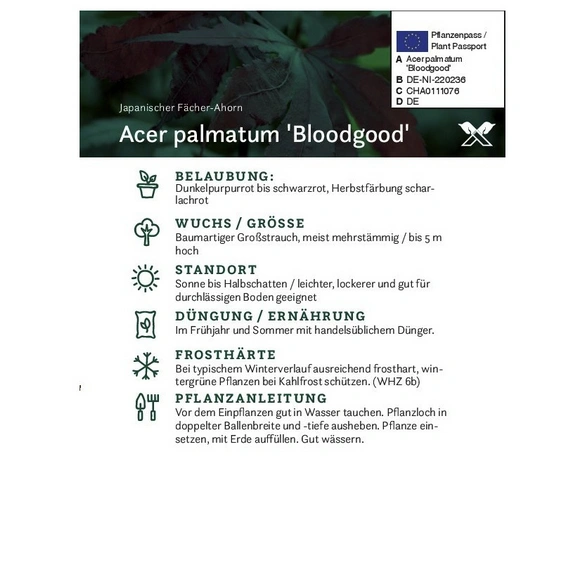 Roter Fächer-Ahorn, Acer palmatum »Bloodgood«, Blätter: dunkelrot, Blüten: purpurfarben