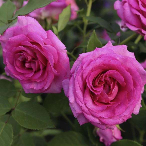Beetrose, Rosa »Fräulein Maria«, Blüte: rosa/pink, gut gefüllt