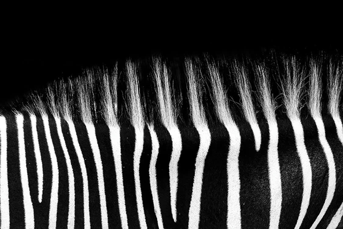 DOS ZÉBRÉ - Photographie d'art de Guillaume Mordacq  30x45 cm sur plexi