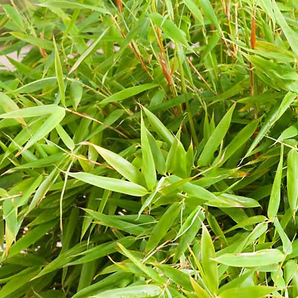 Bambou parapluie 'Simba' - Fargesia murieliae 'Simba'- 50-60 cm pot