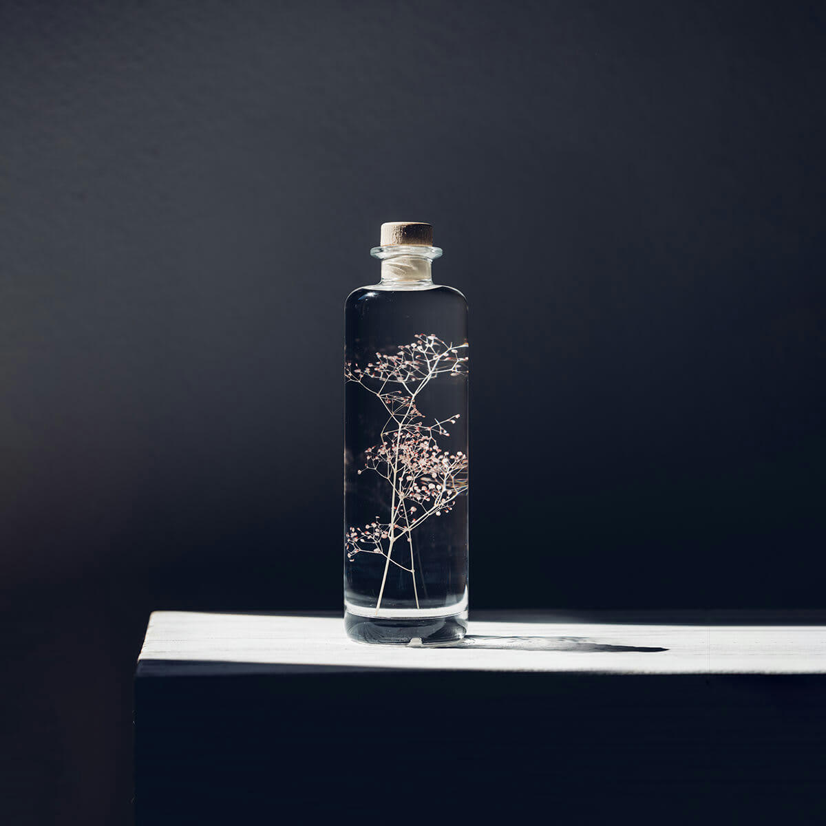 HERBARIUM DE THEOPHILE - Plante immergée Gypsophile rose