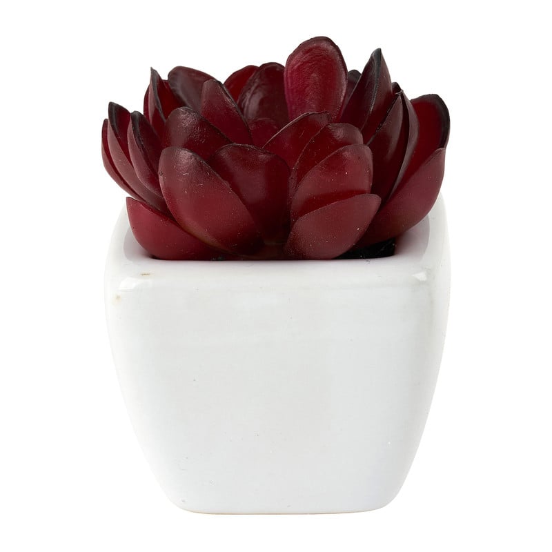 Vetplantjes - klein in pot - diverse varianten