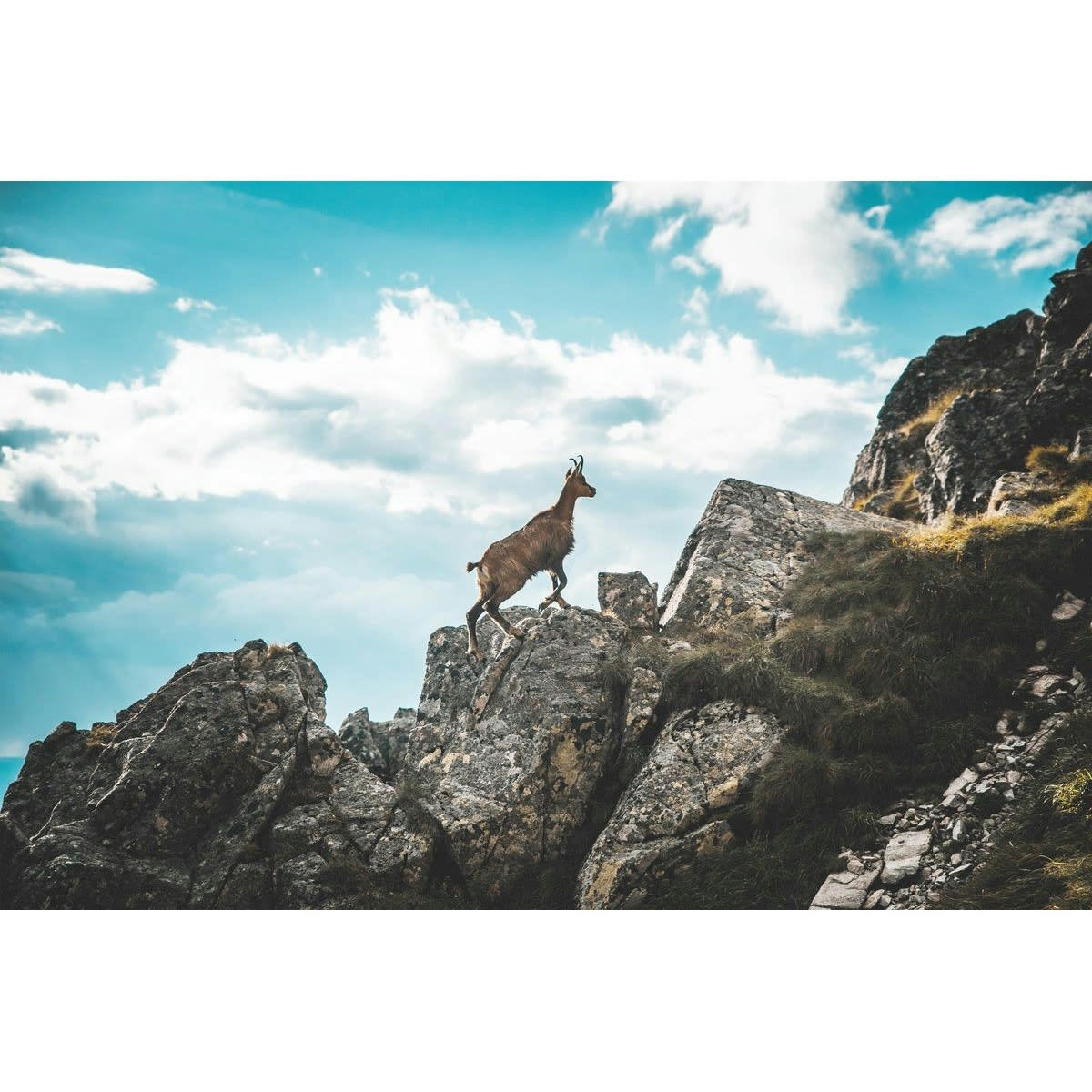 ANIMAUX - Tableau sur toile Chamois 65x97 cm