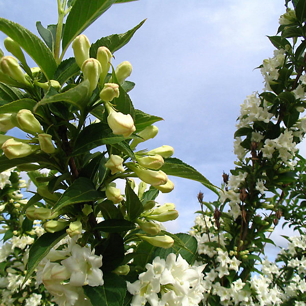 2 x Weigela 'Candida' - 50-60 cm pot
