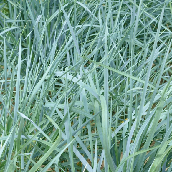 Pflanze »Leymus arenarius«, Blue Dune, Winterhart